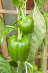 Fresh sweet pepper in plantation.