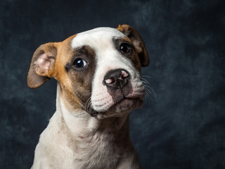 American Bull Dog Puppy