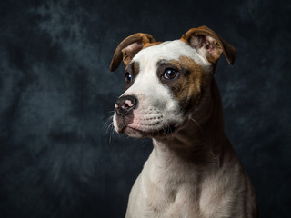 American Bull Dog Puppy