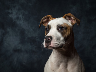 American Bull Dog Puppy