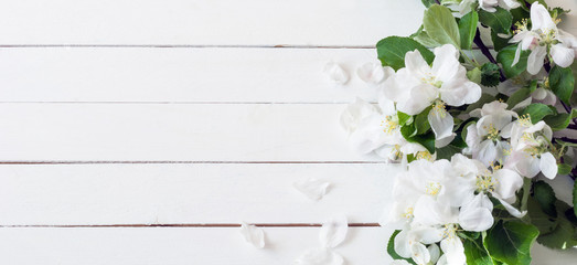 Spring / summer background. Wooden background with apple blossoms and copy space for text