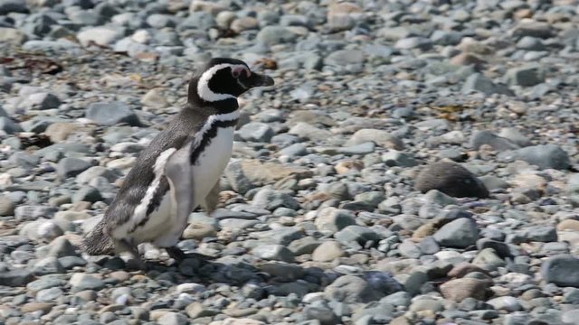 A Magellanic penguin walking on the rocks  at Magdalena Island in Chile