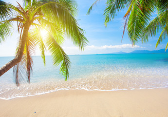 Palm et plage tropicale