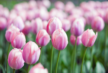 Pink tulips