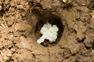 the hole in the ground with egg laying escargot