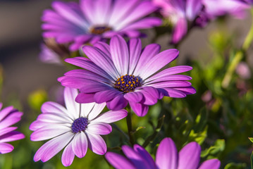Kapkörbchen, Blüten - Osteospermum