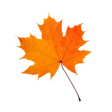 Autumn orange maple leaf