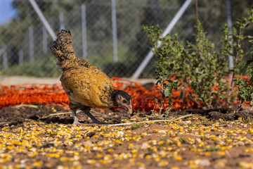 A black and brown chick is eating corn grains