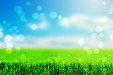 Fototapeta na wymiar Spring or summer season abstract nature background with grass and blue sky in the background