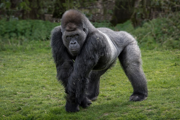 A silver back gorilla standing and looking alert and menacing against a natural background - obrazy, fototapety, plakaty