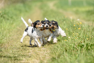 drei Hunde teilen sich einen Ball beim Spielen - Jack Russell Terrier