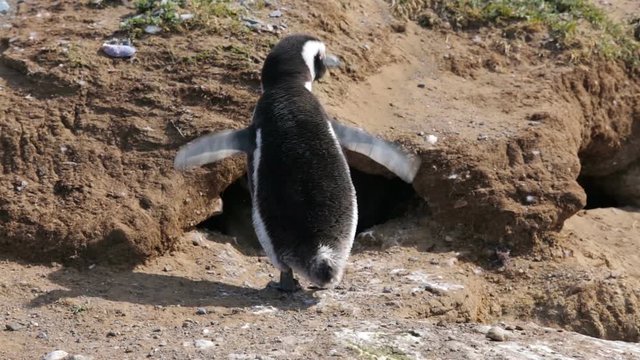 A Magellanic penguin stretching at Magdalena Island in Chile