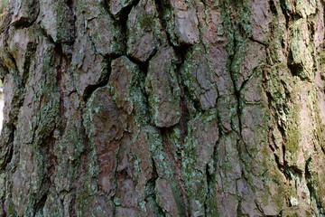 背景素材用の樹の幹の