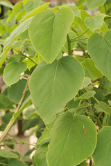 Fototapeta na wymiar Closeup of green leafs with bright light, selective focus