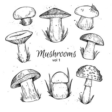 Hand drawn vector vintage illustration - Mushrooms. Vol 1