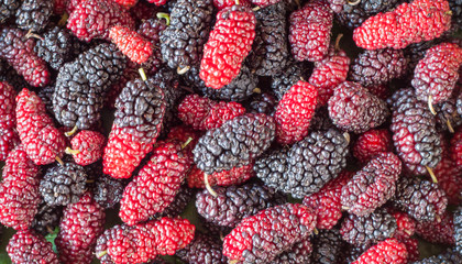 fresh mulberry. mulberry background