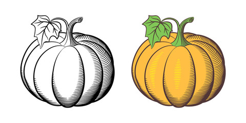 Stylized illustration of pumpkins. Outline and colored version. Isolated on white