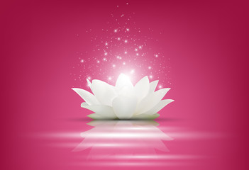 Magic White Lotus flower on pink background