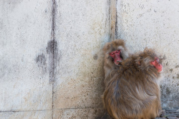 macaca fuscata or Japanese macaque relaxing.