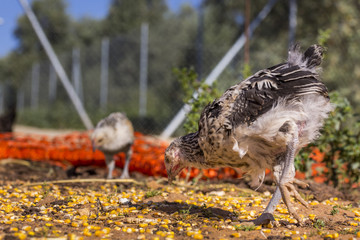 Hen chicks outdoors in an organic poultry farm