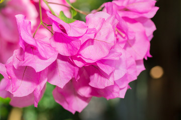 Beautiful magenta bougainvillea flowers (Bougainvillea sp).
