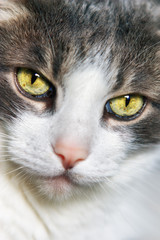 Fototapeta premium Portrait of a gray and white cat