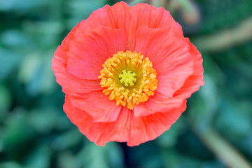 Close up of a red Iceland poppy(Scientific name papaver nudicaul