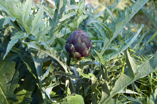 Carciofo viola di Montelupone