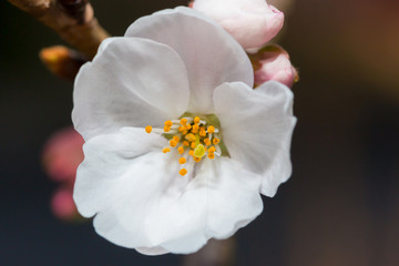 Beautiful pink cherry blossom in full bloom.