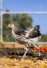 Black and white chicken running free in organic poultry farm