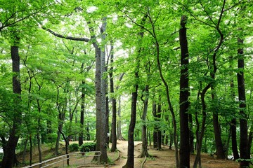 森林の新緑風景