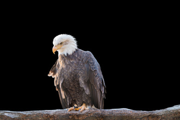 Bald feral eagle perched on a dry branch isolated on black.