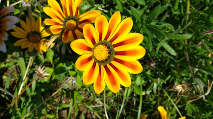 Colorful daisy flowers
