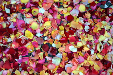 Blütenblätter auf dem Boden