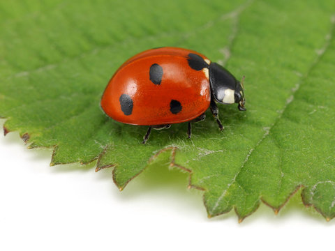 Ladybug on leaf 