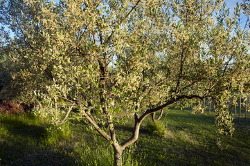 Ulivo in fiore