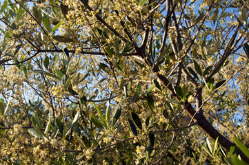 Ulivo in fiore