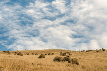 Fototapeta na wymiar flock of merino sheep grazing on grassy hill