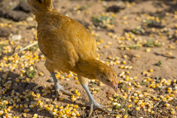 Close-up of orange chicken that is eating corn grains in organic farm