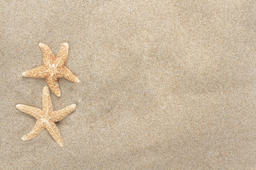 Fototapeta na wymiar starfish 