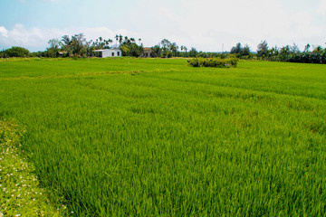 Rice field in Vietnam