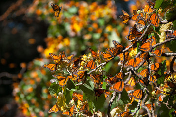 Naklejka premium Rezerwat Biosfery Monarch Butterfly, Michoacan (Meksyk)