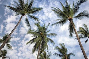 Fototapeta na wymiar Coachella Palm Trees and Clear Skies