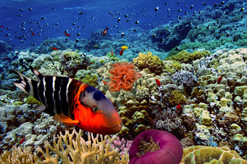 Coral reef and fish, Red Sea, Egypt