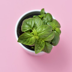 basil plant in a plant pot