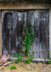 Puerta de madera de casa abandonada con vegetación