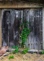 Puerta de madera de casa abandonada con vegetación © in_possible