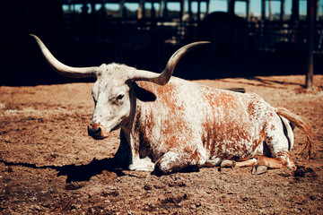 Long buffalo horn, Texas, USA