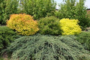 małe iglaki © macpul