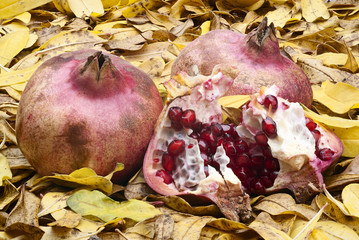 juice pomegranate fruit (Punica granatum) with autumn colors